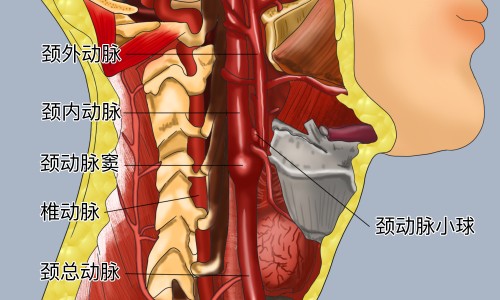 参的功效作用与主治-叁药有什么功效、参的功效是什么 -疗参的功效网